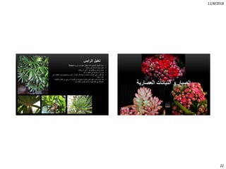 11/8/2018
22
‫الرابس‬ ‫نخيل‬
•‫فى‬ ‫عليها‬ ‫يطلق‬ ‫كما‬ ‫الصغيرة‬ ‫النخيل‬ ‫سيدة‬‫اوروبا‬Rhapis
•‫أوراق‬ ‫ذات‬ ‫زينه‬ ‫نبات‬‫راحية‬
•‫من‬ ‫وريقاتها‬ ‫عدد‬ ‫يتراوح‬2‫الي‬9‫ورقات‬
•‫متر‬ ‫مايقارب‬ ‫الي‬ ‫ارتفاعها‬ ‫يتراوح‬
•‫لها‬‫و‬ ‫والمقاومه‬ ‫التحمل‬ ‫علي‬ ‫القدرة‬‫ﻻ‬‫الي‬ ‫العطش‬ ‫تحمل‬ ‫وتستطيع‬ ‫البرد‬ ‫و‬ ‫بالحر‬ ‫تتأثر‬
‫أبعد‬‫درجة‬
•‫كما‬‫النباتات‬ ‫أفضل‬ ‫من‬ ‫وهي‬ ،‫الحشرات‬ ‫انواع‬ ‫جميع‬ ‫مقاومة‬ ‫كبيرةعلي‬ ‫قدره‬ ‫له‬ ‫أنها‬
‫ناسا‬ ‫وكاله‬ ‫تقرير‬ ‫حسب‬ ‫الهواء‬ ‫تنقية‬ ‫في‬ ‫المنزلية‬.
‫العصارية‬ ‫النباتات‬ ‫و‬ ‫الصبار‬
 