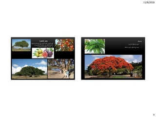 11/8/2018
4
•‫التين‬‫منبتها‬ ‫ثمرية‬ ‫شجرة‬ ‫هي‬ ‫الغربي‬ ‫الدلب‬ ،‫الغربي‬
•‫بالد‬ ‫فى‬ ‫وتزرع‬ ‫أفريقيا‬ ‫األصلي‬‫ومصر‬ ِ‫الشام‬.
•‫عن‬ ‫عبارة‬ ‫هي‬‫شجرة‬‫الخضرة‬ ‫دائمة‬
‫جميز‬(‫شجر‬) ‫بوانسيانا‬
•‫االوراق‬ ‫متساقطة‬ ‫شجرة‬
•‫والدافئة‬ ‫الحارة‬ ‫المناطق‬ ‫في‬ ‫تجود‬
 