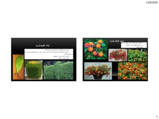 11/8/2018
7
‫الليجستروم‬ ‫نبات‬
‫كمارا‬ ‫النتانا‬ ‫نبات‬
 