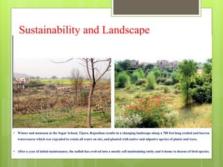 Sustainability and Landscape
• Winter and monsoon at the Sagar School, Tijara, Rajasthan results in a changing landscape along a 700 feet long eroded and barren
watercourse which was regraded to retain all water on site, and planted with native and adpative species of plants and trees.
• After a year of initial maintenance, the nallah has evolved into a mostly self-maintaining entity and is home to dozens of bird species.
 