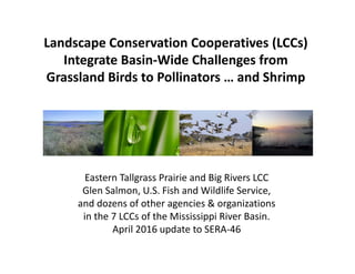 Landscape Conservation Cooperatives (LCCs)
Integrate Basin‐Wide Challenges from 
Grassland Birds to Pollinators … and Shrimp
Eastern Tallgrass Prairie and Big Rivers LCC 
Glen Salmon, U.S. Fish and Wildlife Service,
and dozens of other agencies & organizations 
in the 7 LCCs of the Mississippi River Basin.
April 2016 update to SERA‐46
 