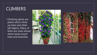 CLIMBERS
• Climbing plants are
plants which climb
up trees and other
tall objects. Many of
them are vines whose
stems twine round
trees and branches.
 