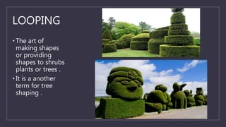 LOOPING
• The art of
making shapes
or providing
shapes to shrubs
plants or trees .
• It is a another
term for tree
shaping .
 