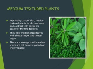 MEDIUM TEXTURED PLANTS
 In planting composition, medium
textured plants should dominate
and contrast with either the
coarse or the fine textures.
 They have medium sized leaves
with simple shapes and smooth
edges.
 There are average sized branches
which are not densely spaced nor
widely spaced.
 