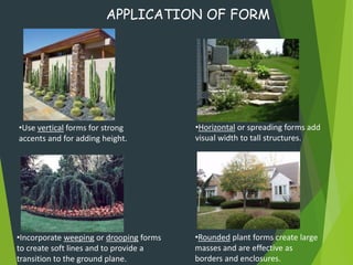 APPLICATION OF FORM
•Use vertical forms for strong
accents and for adding height.
•Incorporate weeping or drooping forms
to create soft lines and to provide a
transition to the ground plane.
•Rounded plant forms create large
masses and are effective as
borders and enclosures.
•Horizontal or spreading forms add
visual width to tall structures.
 