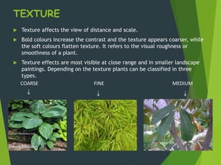 TEXTURE
 Texture affects the view of distance and scale.
 Bold colours increase the contrast and the texture appears coarser, while
the soft colours flatten texture. It refers to the visual roughness or
smoothness of a plant.
 Texture effects are most visible at close range and in smaller landscape
paintings. Depending on the texture plants can be classified in three
types.
COARSE FINE MEDIUM
 