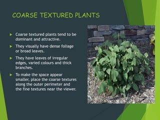 COARSE TEXTURED PLANTS
 Coarse textured plants tend to be
dominant and attractive.
 They visually have dense foliage
or broad leaves.
 They have leaves of irregular
edges, varied colours and thick
branches.
 To make the space appear
smaller, place the coarse textures
along the outer perimeter and
the fine textures near the viewer.
 