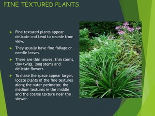 FINE TEXTURED PLANTS
 Fine textured plants appear
delicate and tend to recede from
view.
 They usually have fine foliage or
needle leaves.
 There are thin leaves, thin stems,
tiny twigs, long stems and
delicate flowers.
 To make the space appear larger,
locate plants of the fine textures
along the outer perimeter, the
medium textures in the middle
and the coarse texture near the
viewer.
 