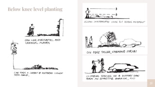 21
Below knee level planting
 