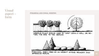 Visual
aspect -
form
40
PYRAMIDAL AND CONIAL, WEEPING
 