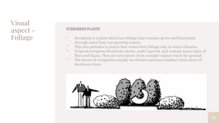 Visual
aspect -
Foliage
73
EVERGREEN PLANTS
• Evergreen is a plant which has foliage that remains green and functional
through more than one growing season.
• This also pertains to plants that retain their foliage only in warm climates.
• Tropical evergreen forests are dense, multi-layered, and contain many types of
flora and fauna. They are very dense. Even sunlight cannot reach the ground.
• The leaves of evergreens usually are thicker and more leathery than those of
deciduous trees.
 