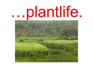 …plantlife.