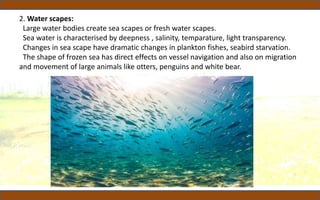 2. Water scapes:
Large water bodies create sea scapes or fresh water scapes.
Sea water is characterised by deepness , salinity, temparature, light transparency.
Changes in sea scape have dramatic changes in plankton fishes, seabird starvation.
The shape of frozen sea has direct effects on vessel navigation and also on migration
and movement of large animals like otters, penguins and white bear.
 