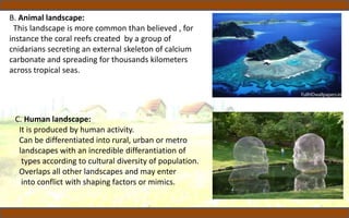 B. Animal landscape:
This landscape is more common than believed , for
instance the coral reefs created by a group of
cnidarians secreting an external skeleton of calcium
carbonate and spreading for thousands kilometers
across tropical seas.
C. Human landscape:
It is produced by human activity.
Can be differentiated into rural, urban or metro
landscapes with an incredible differantiation of
types according to cultural diversity of population.
Overlaps all other landscapes and may enter
into conflict with shaping factors or mimics.
 