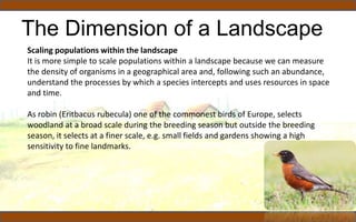 The Dimension of a Landscape
Scaling populations within the landscape
It is more simple to scale populations within a landscape because we can measure
the density of organisms in a geographical area and, following such an abundance,
understand the processes by which a species intercepts and uses resources in space
and time.
As robin (Eritbacus rubecula) one of the commonest birds of Europe, selects
woodland at a broad scale during the breeding season but outside the breeding
season, it selects at a finer scale, e.g. small fields and gardens showing a high
sensitivity to fine landmarks.
 