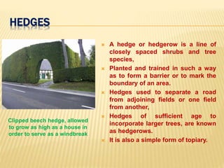 HEDGES
Clipped beech hedge, allowed
to grow as high as a house in
order to serve as a windbreak
 A hedge or hedgerow is a line of
closely spaced shrubs and tree
species,
 Planted and trained in such a way
as to form a barrier or to mark the
boundary of an area.
 Hedges used to separate a road
from adjoining fields or one field
from another,
 Hedges of sufficient age to
incorporate larger trees, are known
as hedgerows.
 It is also a simple form of topiary.
 