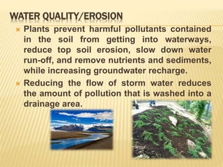 WATER QUALITY/EROSION
 Plants prevent harmful pollutants contained
in the soil from getting into waterways,
reduce top soil erosion, slow down water
run-off, and remove nutrients and sediments,
while increasing groundwater recharge.
 Reducing the flow of storm water reduces
the amount of pollution that is washed into a
drainage area.
 