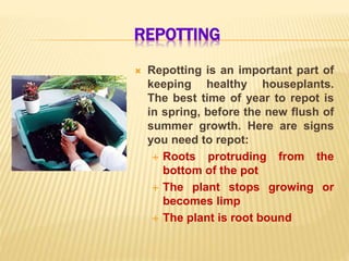 REPOTTING
 Repotting is an important part of
keeping healthy houseplants.
The best time of year to repot is
in spring, before the new flush of
summer growth. Here are signs
you need to repot:
 Roots protruding from the
bottom of the pot
 The plant stops growing or
becomes limp
 The plant is root bound
 