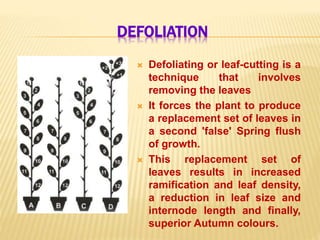 DEFOLIATION
 Defoliating or leaf-cutting is a
technique that involves
removing the leaves
 It forces the plant to produce
a replacement set of leaves in
a second 'false' Spring flush
of growth.
 This replacement set of
leaves results in increased
ramification and leaf density,
a reduction in leaf size and
internode length and finally,
superior Autumn colours.
 