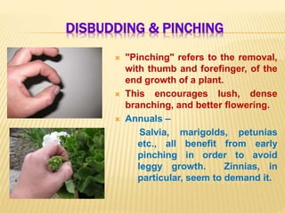 DISBUDDING & PINCHING
 "Pinching" refers to the removal,
with thumb and forefinger, of the
end growth of a plant.
 This encourages lush, dense
branching, and better flowering.
 Annuals –
Salvia, marigolds, petunias
etc., all benefit from early
pinching in order to avoid
leggy growth. Zinnias, in
particular, seem to demand it.
 