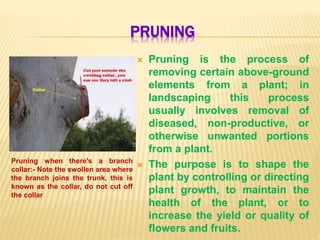 PRUNING
 Pruning is the process of
removing certain above-ground
elements from a plant; in
landscaping this process
usually involves removal of
diseased, non-productive, or
otherwise unwanted portions
from a plant.
 The purpose is to shape the
plant by controlling or directing
plant growth, to maintain the
health of the plant, or to
increase the yield or quality of
flowers and fruits.
Pruning when there's a branch
collar:- Note the swollen area where
the branch joins the trunk, this is
known as the collar, do not cut off
the collar
 