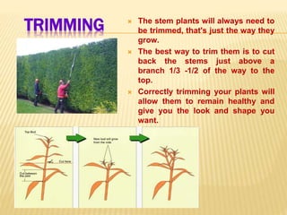 TRIMMING  The stem plants will always need to
be trimmed, that's just the way they
grow.
 The best way to trim them is to cut
back the stems just above a
branch 1/3 -1/2 of the way to the
top.
 Correctly trimming your plants will
allow them to remain healthy and
give you the look and shape you
want.
 