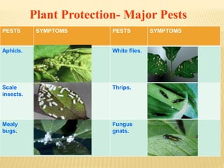 PESTS SYMPTOMS PESTS SYMPTOMS
Aphids. White flies.
Scale
insects.
Thrips.
Mealy
bugs.
Fungus
gnats.
Plant Protection- Major Pests
 
