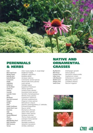 NATIVE AND
PERENNIALS                                                       ORNAMENTAL
& HERBS                                                          GRASSES
Aster                 Aster novae-angliae; A. novae-belgii       Big Bluestem      Andropogon gerardii
Black-eyed Susan      Rudbeckia fulgida                          Blue Fescue       Festuca glauca
Blanket Flower        Gaillarda x grandiﬂora                     Fountain Grass    Pennisetum alopecuroides
Butterﬂy Bush         Buddleia davidii                           Indian Grass      Sorghastrum nutans
Butterﬂy Weed         Asclepias tuberosa                         Little Bluestem   Schizachyrium scoparium
Cotoneaster           Cotoneaster (several species)              Maiden Grass      Miscanthus sinensis
Daylily               Hemerocallis (many species)                Pampas Grass      Cortaderia selloana
Gayfeather            Liatris spicata                            Switch Grass      Panicum virgatum
Goldenrod             Solidago rugosa
Joe-Pye Weed          Eupatorium ﬁstulosum
Lambs Ear             Stachys byzantina
Lantana               Lantana (many species)
Lavender              Lavandula (many species)
Lavender Cotton       Santolina chamaecyparissus
Mint                  Mentha (many species)
Mistﬂower             Eupatorium colestinum
New York Ironweed     Vernonia noveboracensis
Oregano               Origanum (many species)
Parsley               Petroselinum crispum
Pinks                 Dianthus gratianapolitanus; D. deltoides
Purple Coneﬂower      Echinacea angustifolia
Queen Anne’s Lace     Daucus carota
Rosemary              Rosmarinus ofﬁcinalis
Sage                  Salvia (many species)
Stonecrop             Sedum (many species)
Swamp Milkweed        Asclepias incarnata
Thyme                 Thymus (many species)
Tickseed              Coreopsis (many species)
Wild Bleeding Heart   Dicentra eximia
Wild Columbine        Aquilegia canadensis
Wild Geranium         Geranium maculatum
Yarrow                Achillea millefolium

                                                                                                              20
 