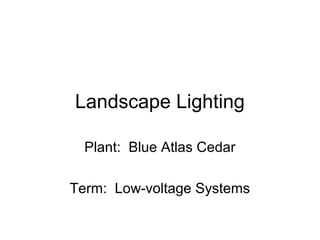 Landscape Lighting
Plant: Blue Atlas Cedar
Term: Low-voltage Systems
 