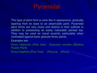 Pyramidal Tree Type trees and shrubs in the landscape and uses | PPT