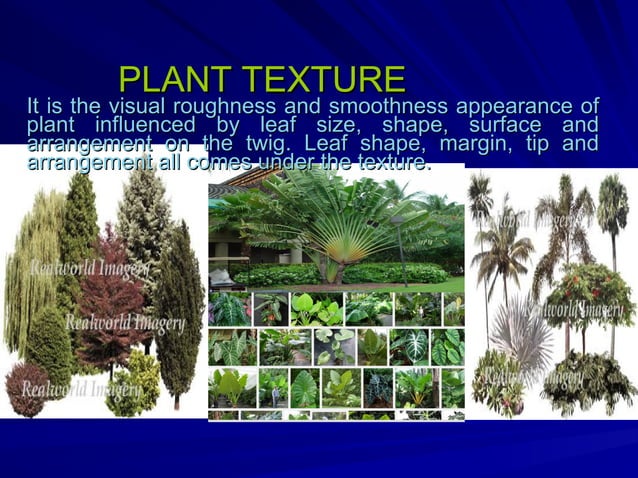 trees and shrubs in the landscape and uses | PPT