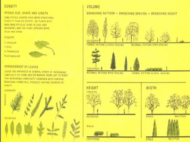 trees and shrubs in the landscape and uses | PPT