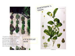 Cultivat
ion
Cracked Concrete Garden proves
that many plants have a way of
surviving even with minimal
resources. The project took a site
that was previously paved with
concrete and transformed the land
into a true piece of urban wild.
 