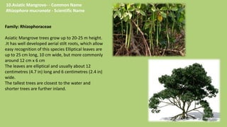 Landscape architecture | PPTX