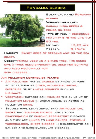 Pongamia glabra
Botanical name- Pongamia
glabra
Vernacular name:-
karanj India beech &
ponga oil tree
Type of veg. - deciduous
Maturity 5 -8 yrs Life 70-
80 yrs.
Height- 15-22 mtr
Spread- 9-13mtr
Habitat:—Sandy beds of streams and on the sea
coast.
Uses:—Mainly used as a shade tree. The seeds
give a thick reddish-brown oil used for burning
and also medicinally for
skin diseases..
Air Pollution Control by Plants
• Air pollution may be caused by areas or point
sources such as cities, industrial areas,
factories or by linear sources such as
highways.
• Vegetation buffers can minimize the build-up of
pollution levels in urban areas, by acting as
pollution sinks.
• Studies have established that air pollution,
smoke and sulphur dioxide leads to an
exacerbation of chronic respiratory diseases
and they are linked to lung cancer, pnemonia,
tuberculosis, chest disease in children,stomach
cancer and cardiovascular diseases.
 