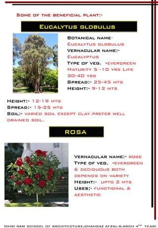 Some of the beneficial plant:-
Eucalytus globulus
Botanical name-
Eucalytus globulus
Vernacular name:-
Eucalyptus
Type of veg. -evergreen
Maturity 5 -10 yrs Life
30-40 yrs
Spread:- 25-45 mts
Height:- 9-12 mts
Height:- 12-19 mts
Spread:- 15-25 mts
Soil:- varied soil except clay.prefer well
drained soil.
ROSA
Vernacular name:- rose
Type of veg. -evergreen
& deciduous both
depends on variety
Height:- upto 2 mts
Uses;- functional &
aesthetic
 