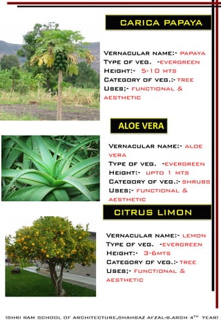 CARICA PAPAYA
Vernacular name:- papaya
Type of veg. -evergreen
Height:- 5-10 mts
Category of veg.:- tree
Uses;- functional &
aesthetic
Vernacular name:- aloe
vera
Type of veg. -evergreen
Height:- upto 1 mts
Category of veg.:- shrubs
Uses;- functional &
aesthetic
ALOE VERA
CITRUS LIMON
Vernacular name:- lemon
Type of veg. -evergreen
Height:- 3-6mts
Category of veg.:- tree
Uses;- functional &
aesthetic
 