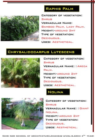 Category of vegetation:
Shrub
Vernacular Name:
Bamboo Palm, Lady Palm.
Height:-around 2mt
Type of vegetation:
Deciduous.
Uses: Aesthetical.
Raphis Palm
Category of vegetation:
Shrub
Vernacular Name: : Areca
Palm.
Height:-around 2mt
Type of vegetation:
Deciduous.
Uses: Aesthetical.
Chrysalidocarpus Lutescens
Nolina
Category of vegetation:
Shrub
Vernacular Name: : Giant
Nolina.
Height:-around 2mt
Type of vegetation:
Deciduous.
Uses: Aesthetical.
 