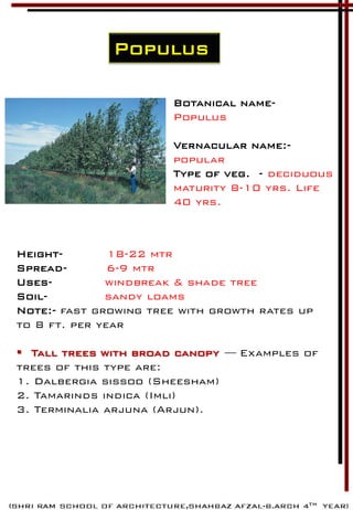 Populus
Botanical name-
Populus
Vernacular name:-
popular
Type of veg. - deciduous
maturity 8-10 yrs. Life
40 yrs.
Height- 18-22 mtr
Spread- 6-9 mtr
Uses- windbreak & shade tree
Soil- sandy loams
Note:- fast growing tree with growth rates up
to 8 ft. per year
 Tall trees with broad canopy — Examples of
trees of this type are:
1. Dalbergia sissoo (Sheesham)
2. Tamarinds indica (Imli)
3. Terminalia arjuna (Arjun).
 