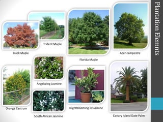 Plantation Elemnts
                        Trident Maple

    Black Maple                                                         Acer campestre

                                                 Florida Maple




                   Angelwing Jasmine




Orange Cestrum                            Nightblooming Jessamine

                  South African Jasmine                             Canary Island Date Palm
 