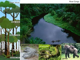 River Congo alligator anaconda gorilla 
