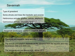 Savannah Type of grassland Some shrubs and trees like baobabs and acacias Herbivorous animals: giraffes, zebras, elephants Carnivorous animals: cheetahs, lions Savannah landscapes appear in  tropical climates There are two seasons: rainy and dry The annual precipitation depends on the distance from the equator and may  be between 600 and 2000 mm The temperatures are always high, above 25 ° C 