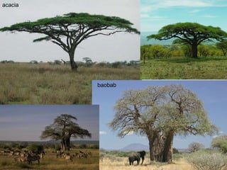 acacia baobab 