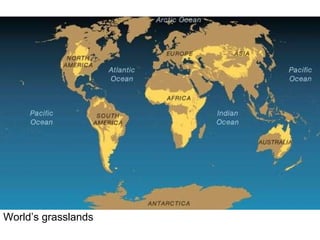 World’s grasslands 