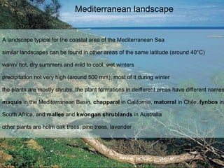 Mediterranean landscape A landscape typical for the coastal area of the Mediterranean Sea similar landscapes can be found in other areas of the same latitude (around 40 ° C) warm/ hot, dry summers and mild to cool, wet winters  precipitation not very high (around 500 mm), most of it during winter the plants are mostly shrubs, the plant formations in deifferent areas have different names: maquis  in the Mediterranean Basin,  chapparal  in California,  matorral  in Chile,  fynbos  in South Africa, and  mallee  and  kwongan shrublands  in Australia  other plants are holm oak trees, pine trees, lavender 