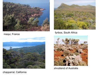 fynbos, South Africa maqui, France chapparral, California shrubland of Australia 