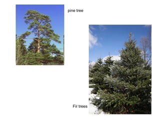 pine tree Fir trees 
