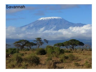 Savannah 