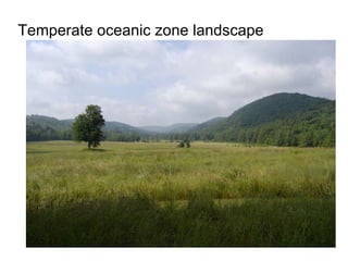 Temperate oceanic zone landscape 
