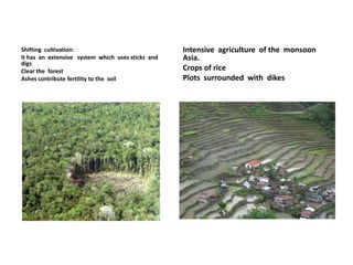 Shifting cultivation:                              Intensive agriculture of the monsoon
It has an extensive system which uses sticks and   Asia.
digs
Clear the forest                                   Crops of rice
Ashes contribute fertility to the soil             Plots surrounded with dikes
 